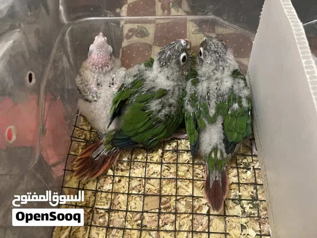 ببغاء كنيور