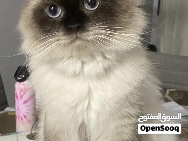 قط هملايا للتزاوج