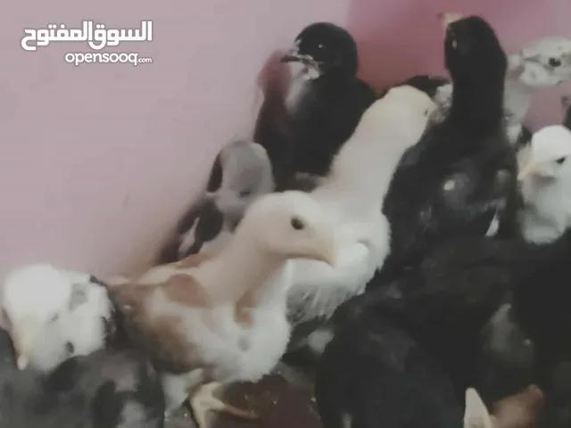 صيصان بلدي بناديق باكستاني
