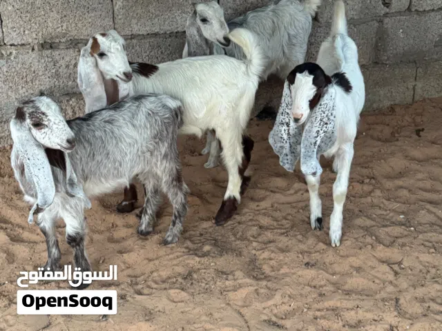 بسم الله مشاء الله تبارك الرحمن عدد 4جدي و3عنايق هاجين قبرصي ع باكستاني توميات عمرهم 3شهور لون ونظاف