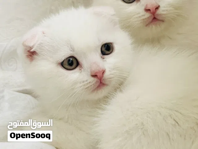 Cute British Shorthair & White Scottish Fold Kittens