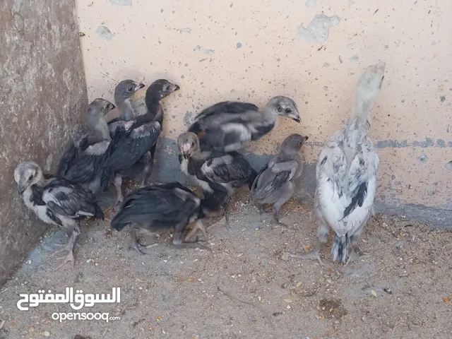 جاجه بكستانيه مع عشر صياصان تركي الصلي عمر شهر ونص