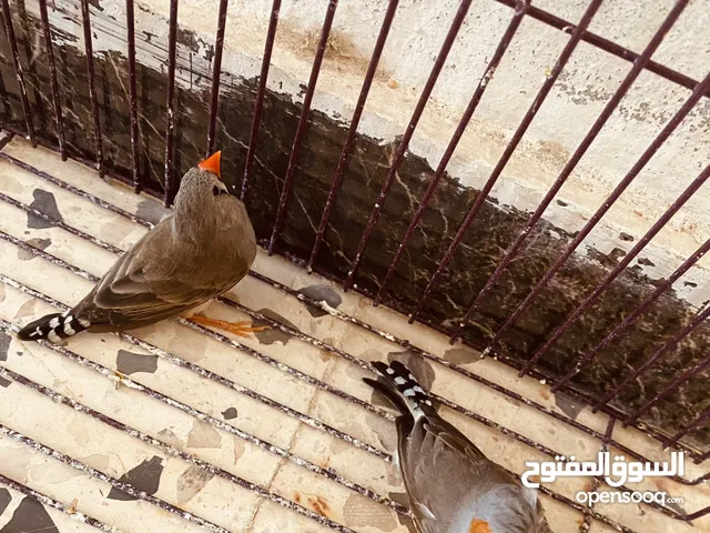 زيبرا دكر مشوش انتى عاديه مصراته بجنب جزيره قراره لا يوجد توصيل