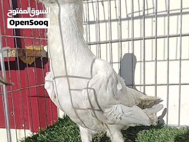 جواز حمام نخب
