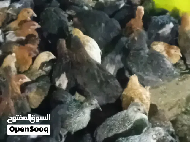 فرخات بلدي .