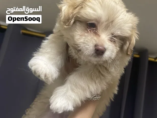 6 جراء فرينش تيرير عمر شهر و نص