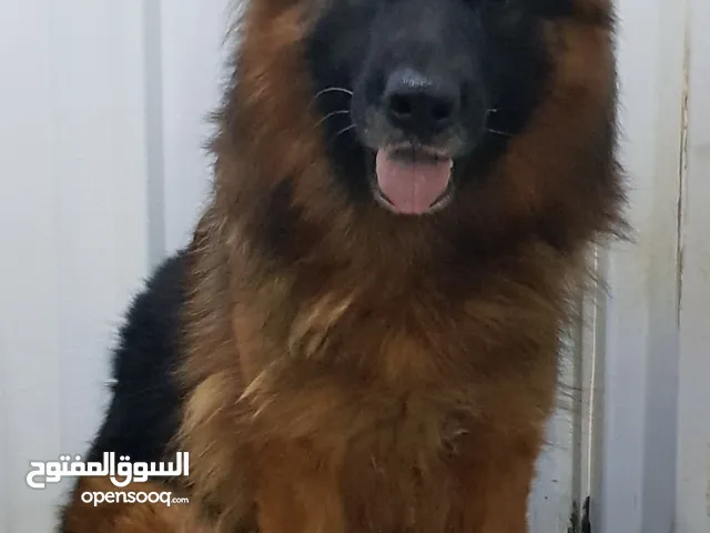 كلاب جيرمن للبيع او التبني في السعودية : كلب جيرمن : افضل سعر