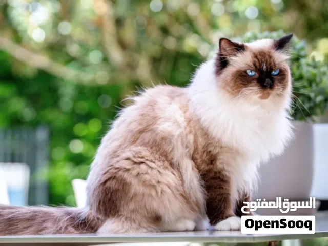 أبحث عن قط بيرمان