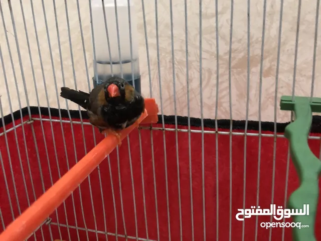 عصفور زيبرا طفرة عادية شغال بالغ
