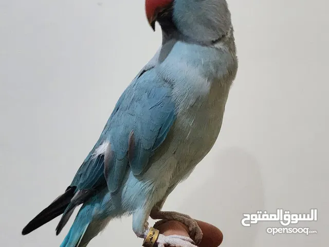 ببغاء درة هندي أزرق اليف ونادر