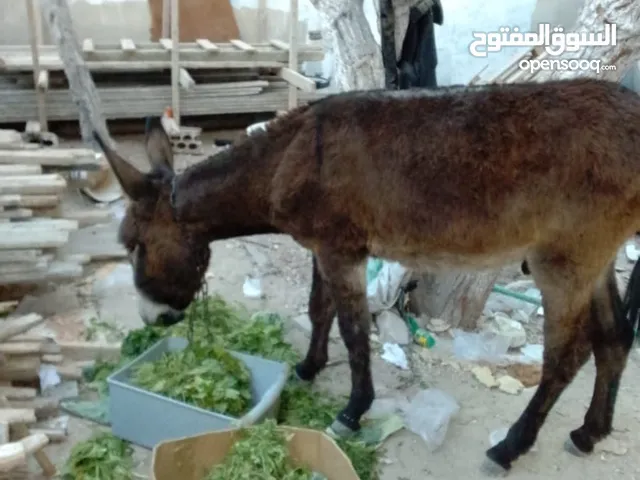 حمار للبيع ذكر العنوان الزرقاء ارصيفه جبل عوجان