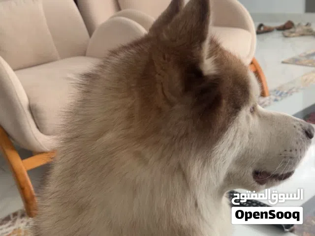 كلب هاسكي اليف