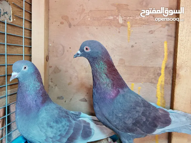حمام لوت وتور