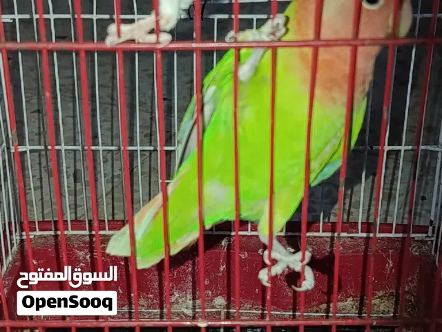 كوبيا روز البيع
