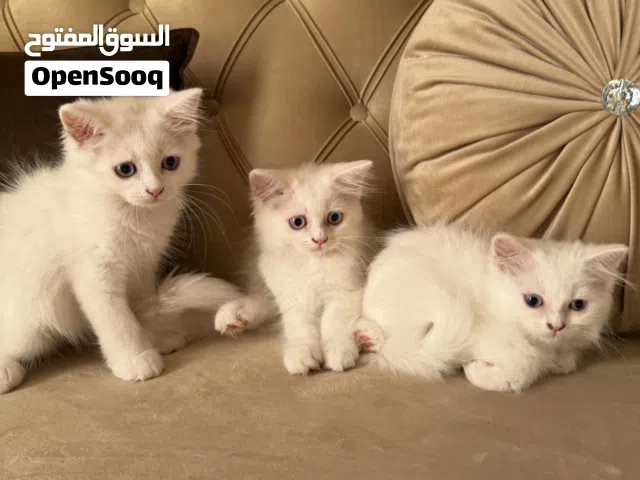 قطط شيرازيه