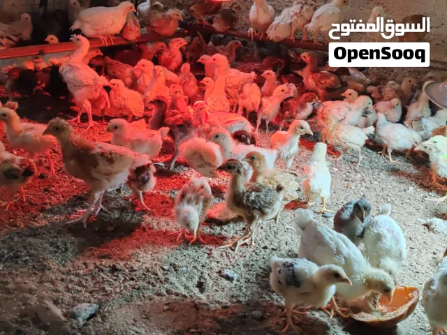 دجاج  عماني  و فرنسي