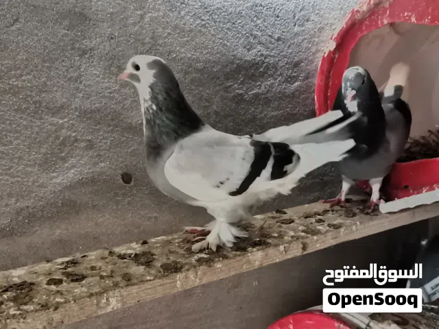 حمام تاكلا للبيع