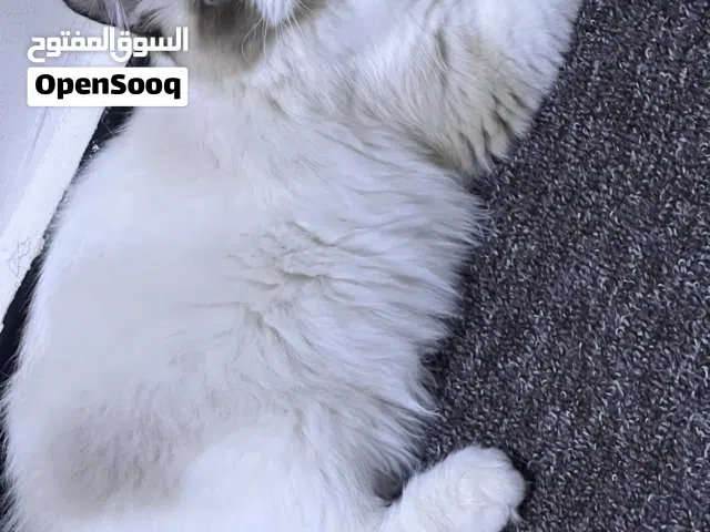 قطط للبيع