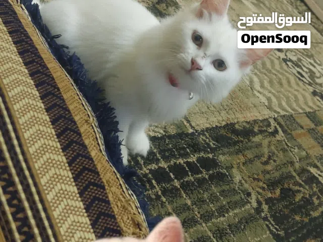 Persian white cat for sale