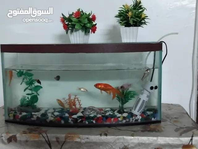 حوض سمك كبير مع طاوله خشب اقرا الوصف