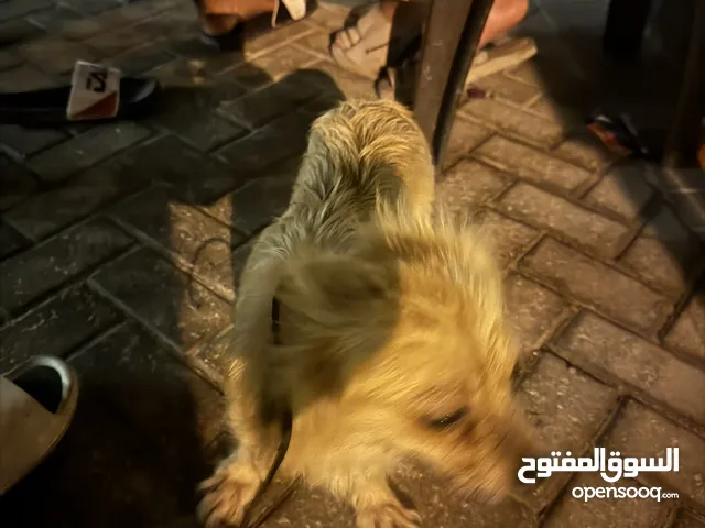 كلب تشيهواهوا انثه اسمه لوسي
