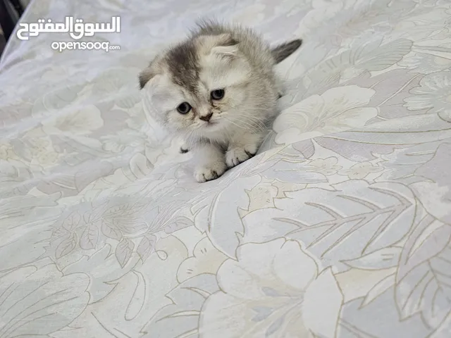 سكوتس فولد بيور