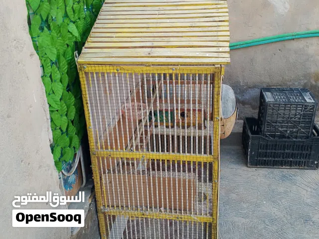 السلام عليكم  قفص البيع
