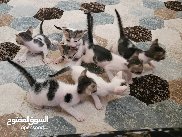 Free cute kittens