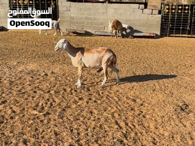 جاعده سوادانيه للبيع مستوا طيب