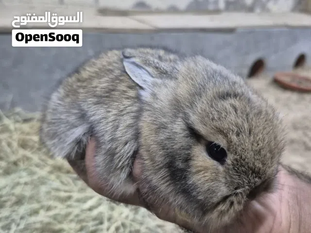 ارنب صغير مكس