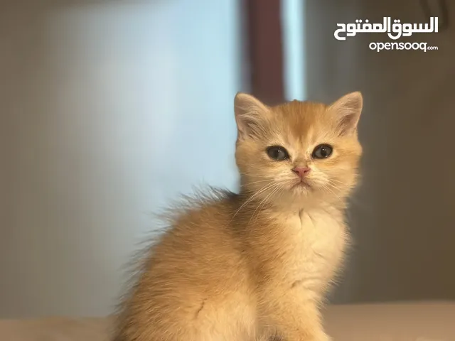 قطط برتيش للبيع بسعر ميسر ويوجد اقساط