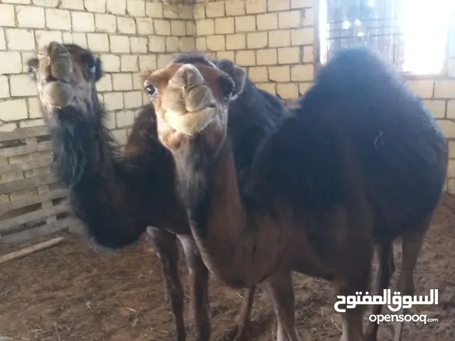 موجود..ابل وطنية.للبيع