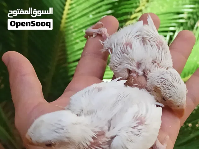 انتاج ترويض البينو عين حمره زوز طروف