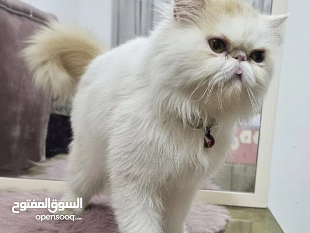 بيرشن زرار فان توب هارليكان للبيع