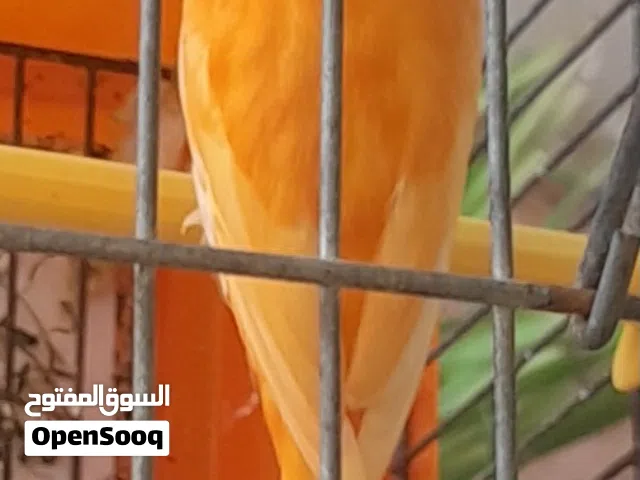 مطلوب طيرة حمرة مقنبرة جاهزة