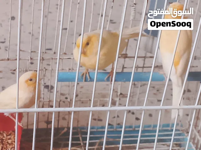 تلاتة انتيات كناري إيلفو جاهزات للتحضين