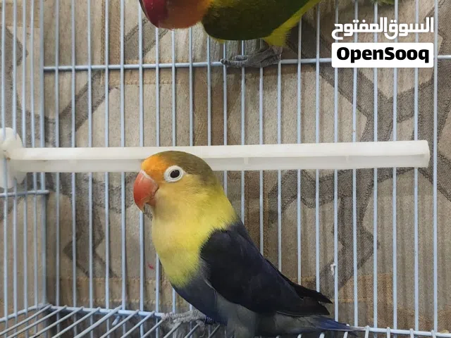 لافبيرد الوان مميزة