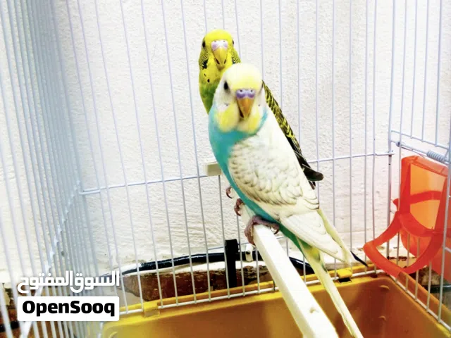 طيور حب عدد 4 مع قفص