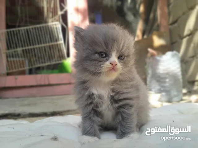 سكوتش وشانشيلا