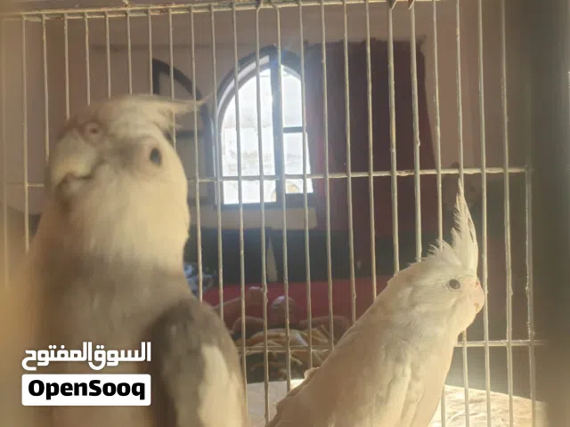 جوج طيور كوكتيل من نوع الالبينو للبيع مقابل 450 درهم مع القفص