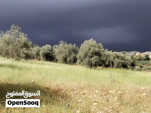 3500 متر قطعة مميزة مطلة و كاشفة مزروعة زيتون بكامل القطعة مطلة و كاشفه