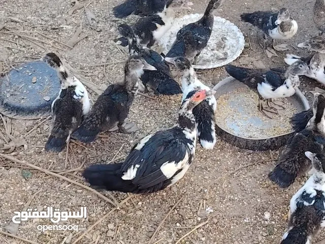 بط بلدي للبيع