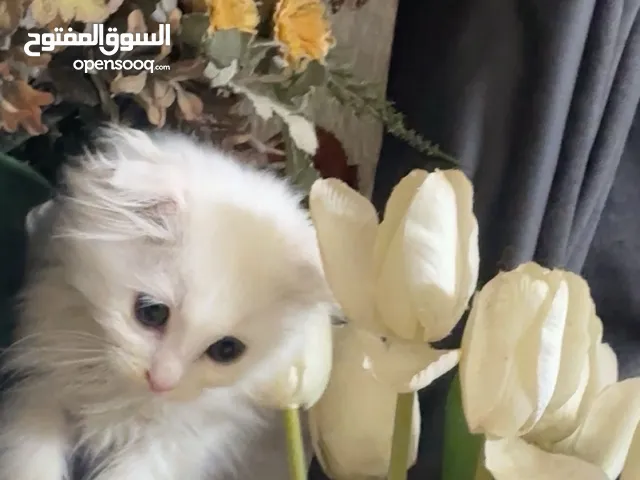 قط ابيض سكوتششش