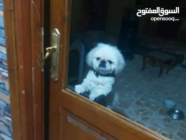 للبيع بدعي الي السفر ذكر بكنيز العمر سنه و8 شهور مخذا كامل المطعيم ورد اوكارنيا حجم مني لعوب