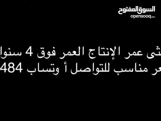 مطلوب كاسكوا آنثى عمر الإنتاج