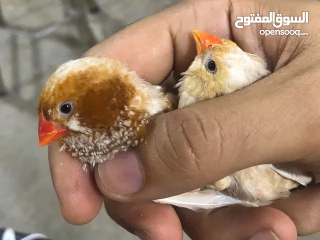 فنج للبيع سعر حرق