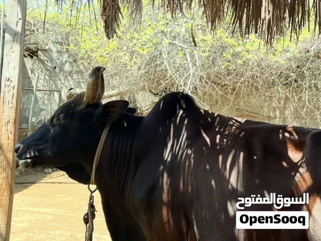 ثور محلي للبيع