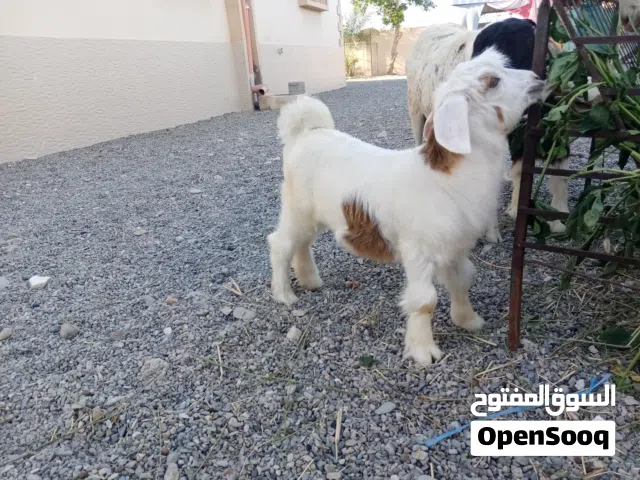 صخلة عمانية للبيع