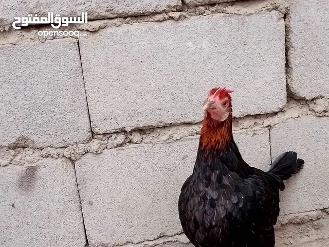 دجاج للبيع العدد3 السعر الوحدة 17الف
