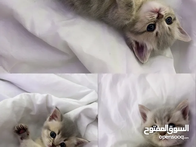 قطط للبيع